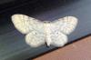 Idaea fuscovenosa